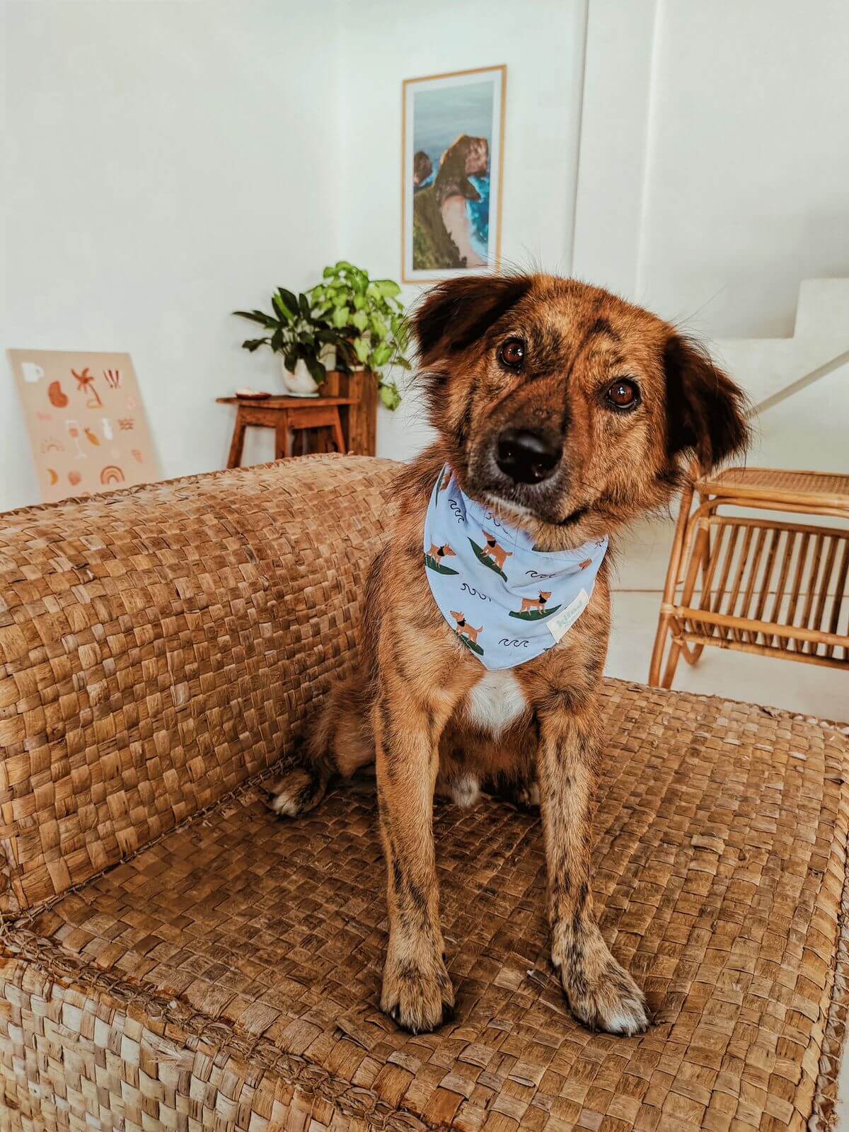 【Kiind petwear】BANDANA